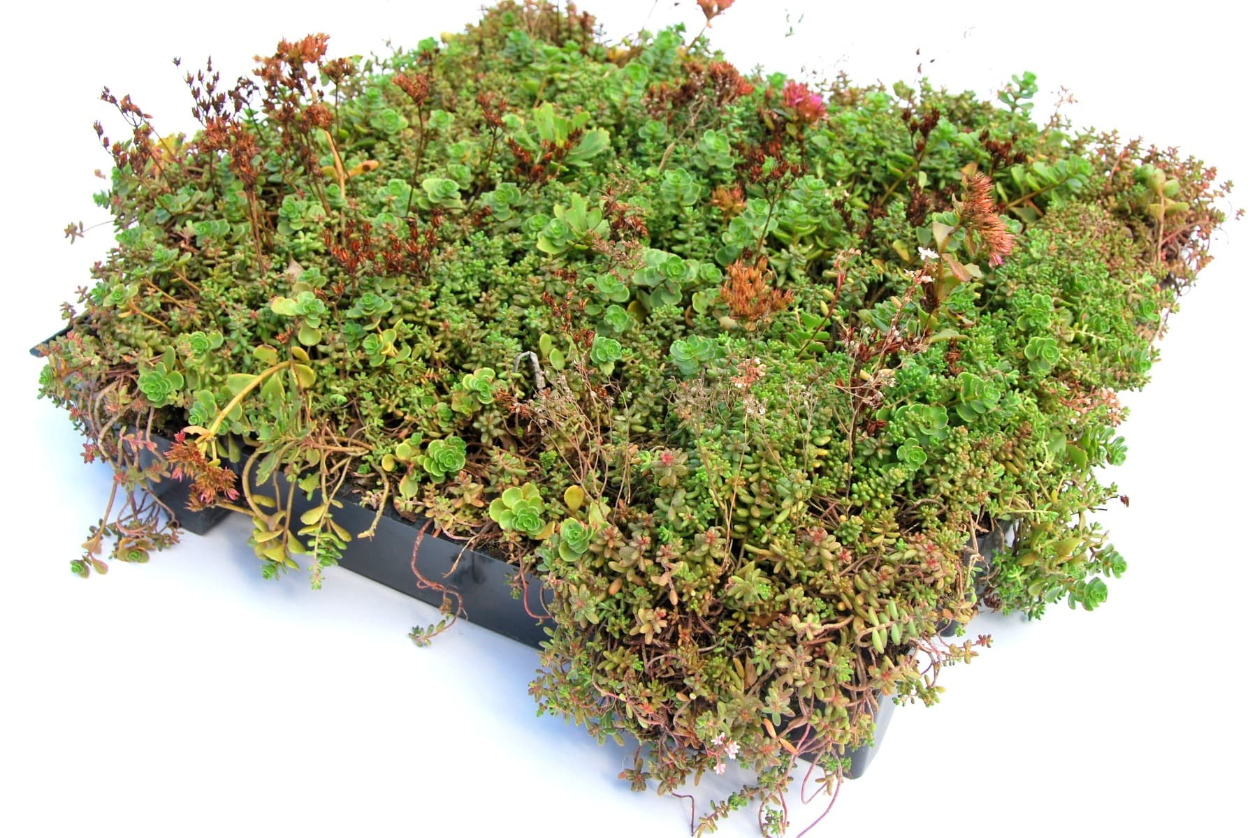 Groendak sedumdak sedum cassettes kliksysteem 37x57cm